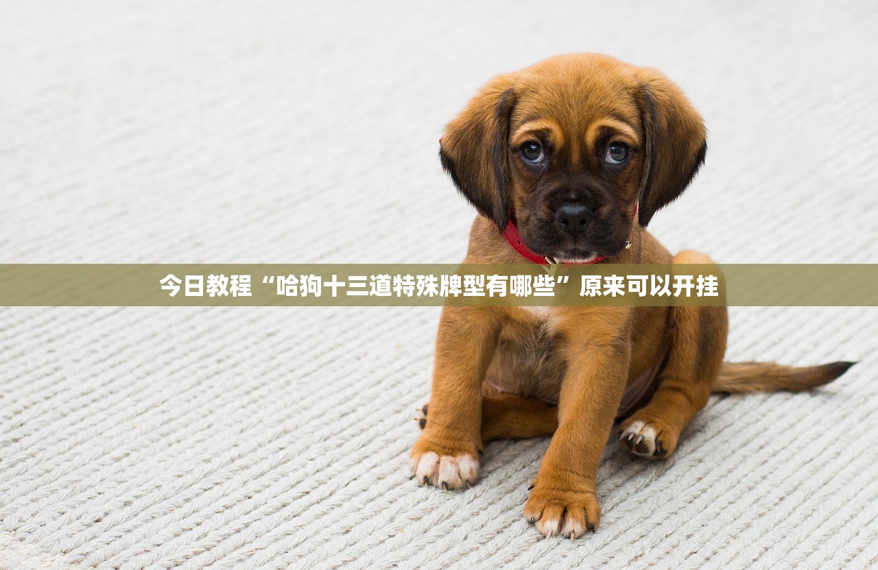 今日教程“哈狗十三道特殊牌型有哪些”原来可以开挂