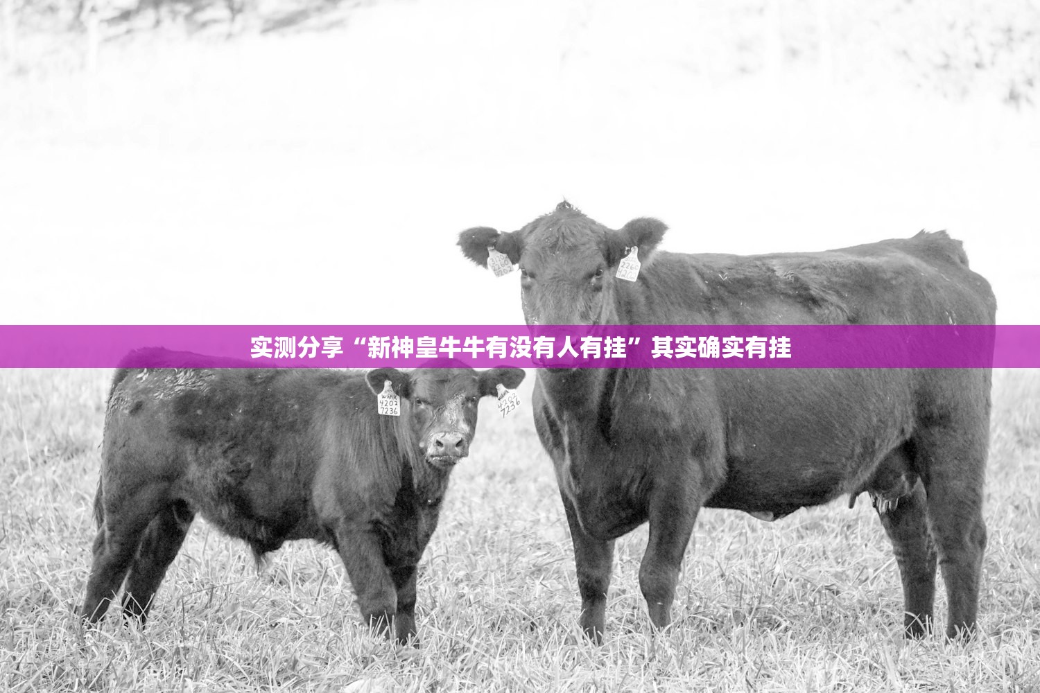 实测分享“新神皇牛牛有没有人有挂”其实确实有挂