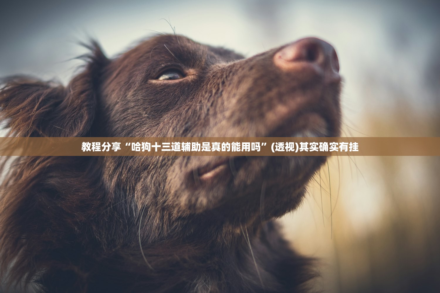教程分享“哈狗十三道辅助是真的能用吗”(透视)其实确实有挂