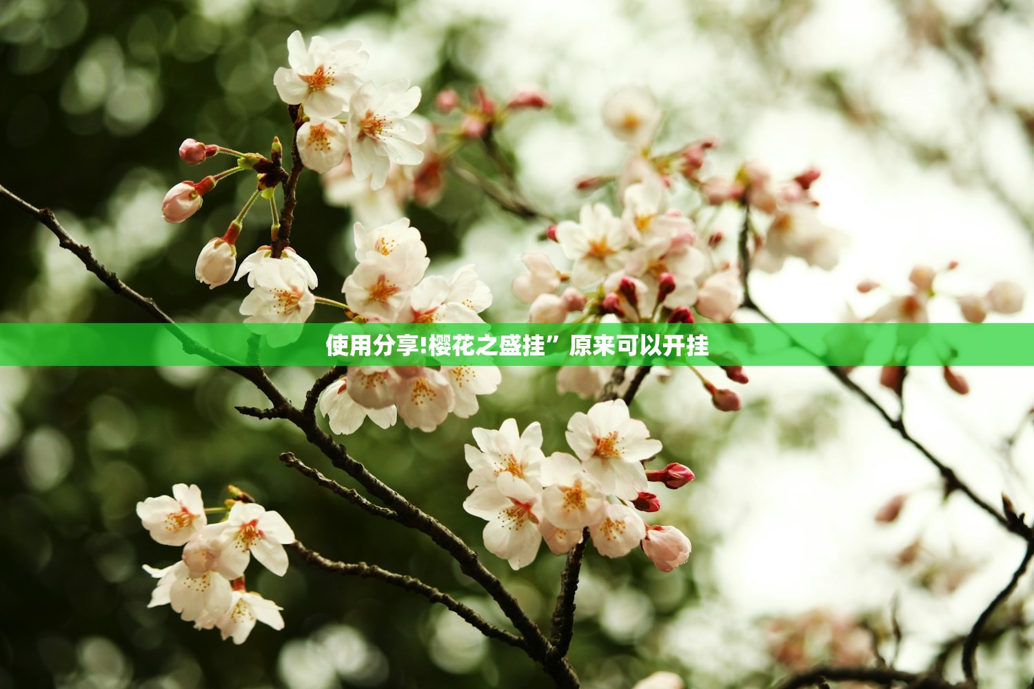 使用分享!樱花之盛挂	”原来可以开挂