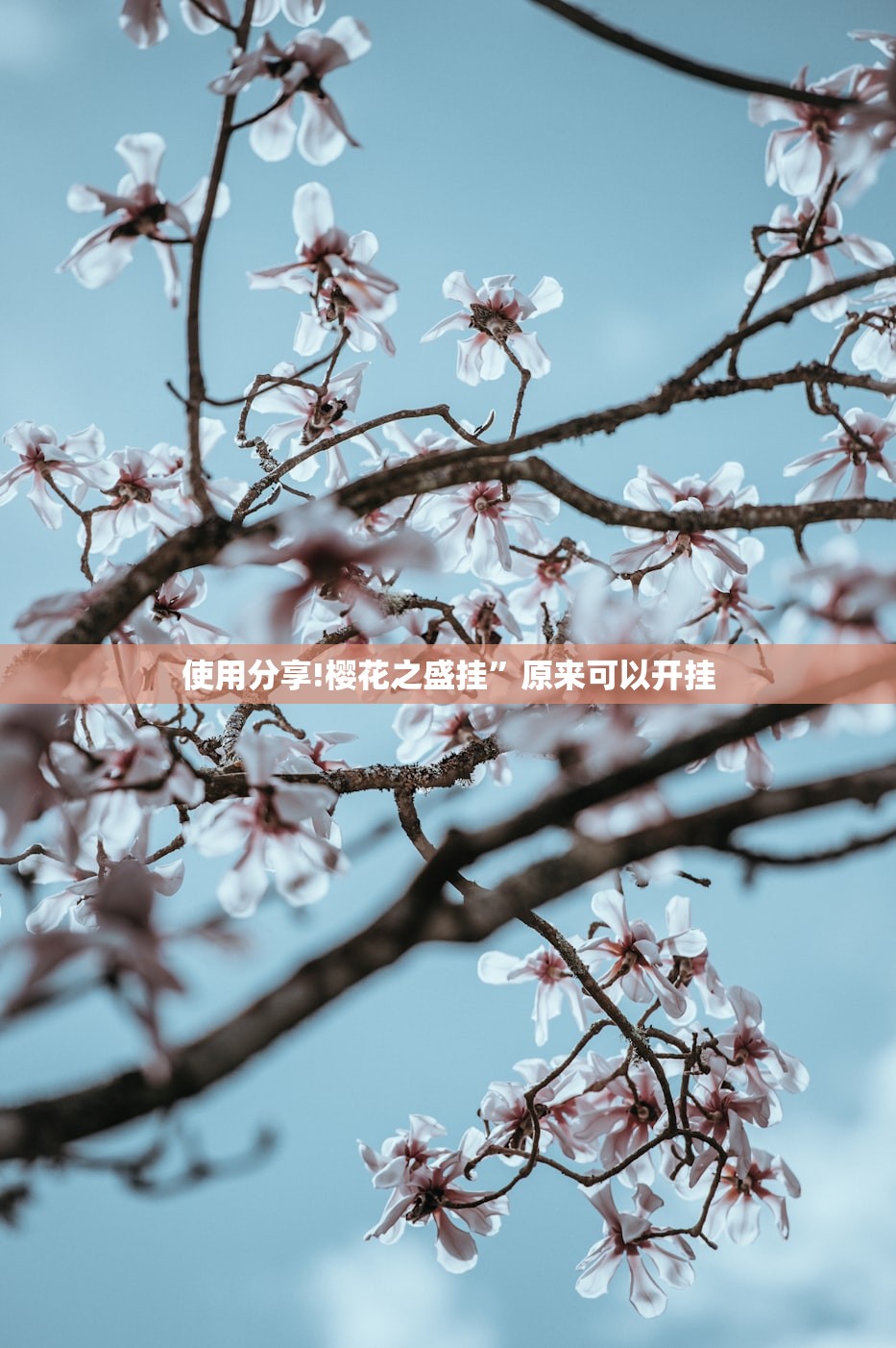 使用分享!樱花之盛挂”原来可以开挂