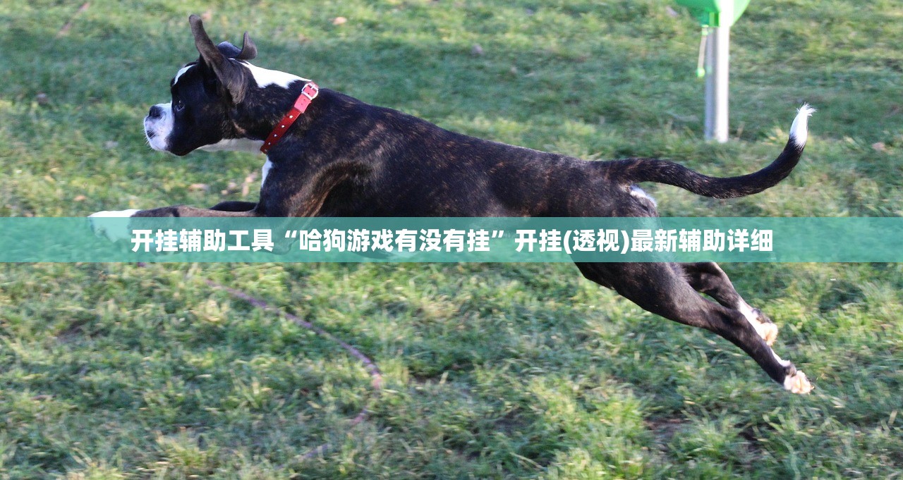 开挂辅助工具“哈狗游戏有没有挂”开挂(透视)最新辅助详细