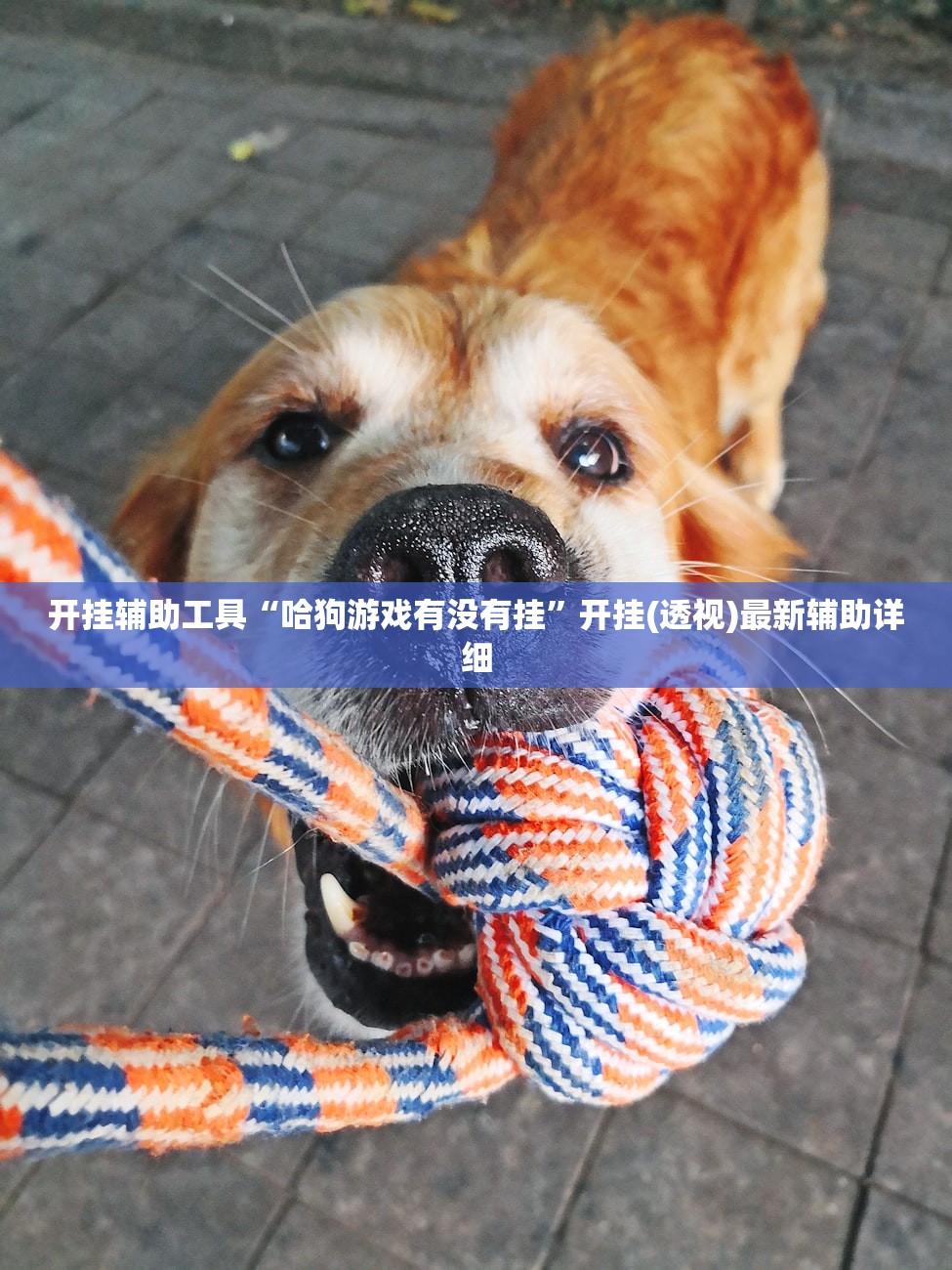 开挂辅助工具“哈狗游戏有没有挂	”开挂(透视)最新辅助详细