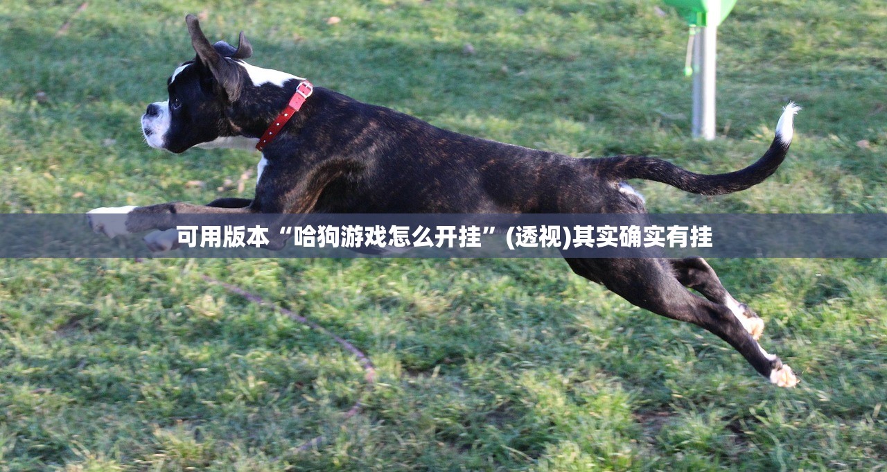 可用版本“哈狗游戏怎么开挂”(透视)其实确实有挂