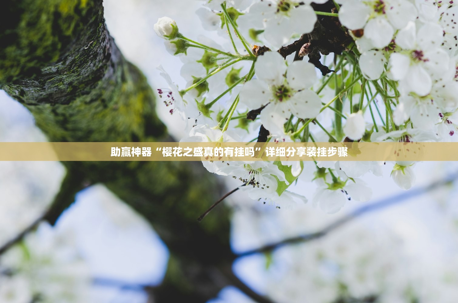 助赢神器“樱花之盛真的有挂吗”详细分享装挂步骤