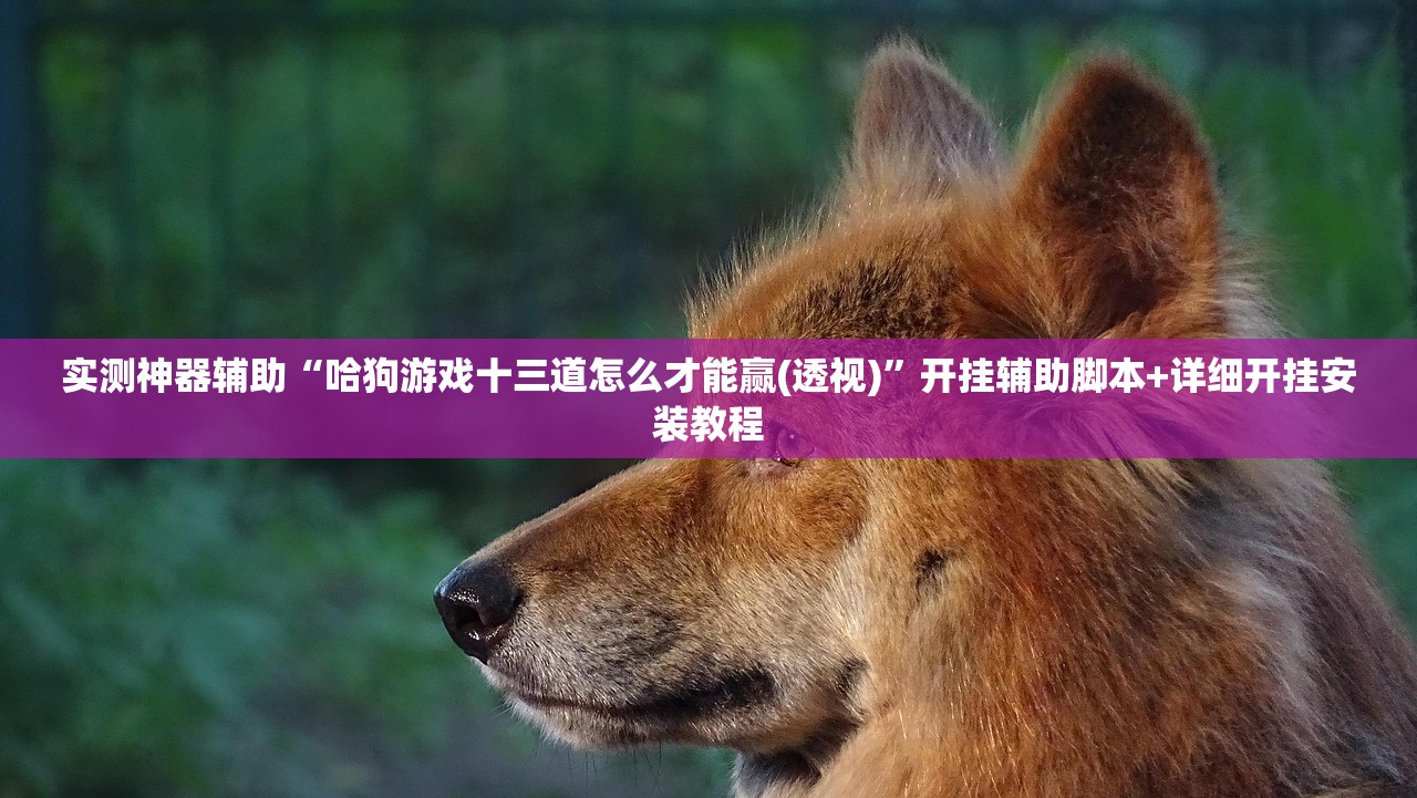 实测神器辅助“哈狗游戏十三道怎么才能赢(透视)”开挂辅助脚本+详细开挂安装教程