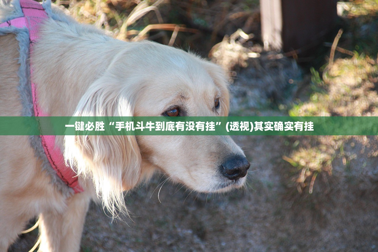 辅助开挂工具“永胜联盟开挂辅助软件”详细开挂教程