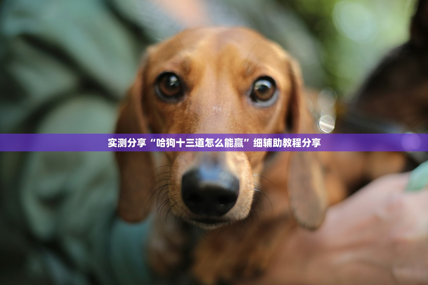 实测分享“哈狗十三道怎么能赢”细辅助教程分享