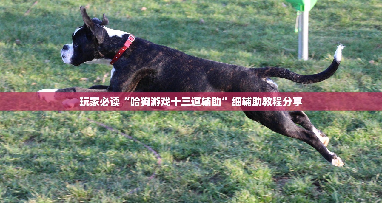玩家必读“哈狗游戏十三道辅助	”细辅助教程分享