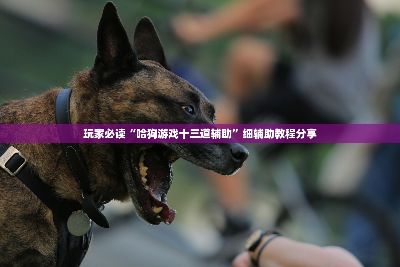 玩家必读“哈狗游戏十三道辅助	”细辅助教程分享