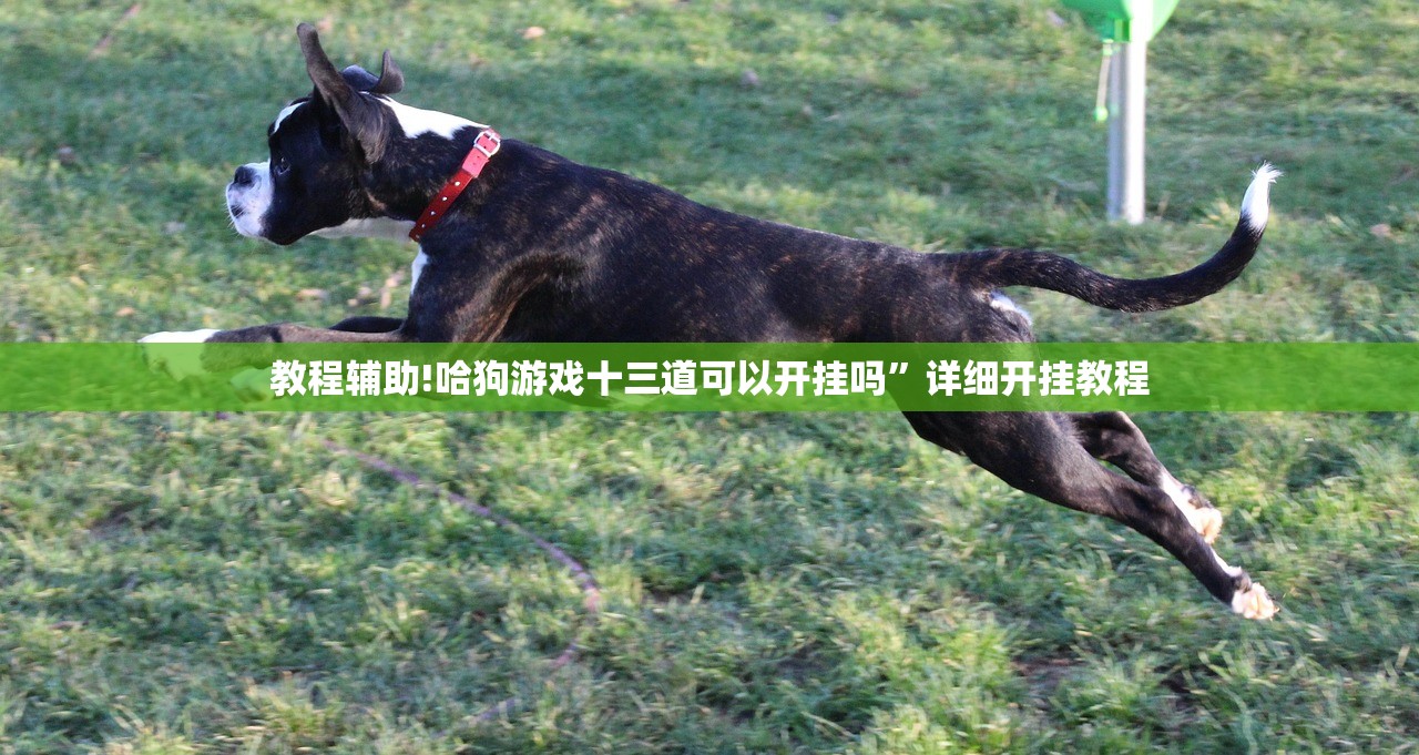 教程辅助!哈狗游戏十三道可以开挂吗”详细开挂教程